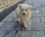 Szczeniak rasy samoyed