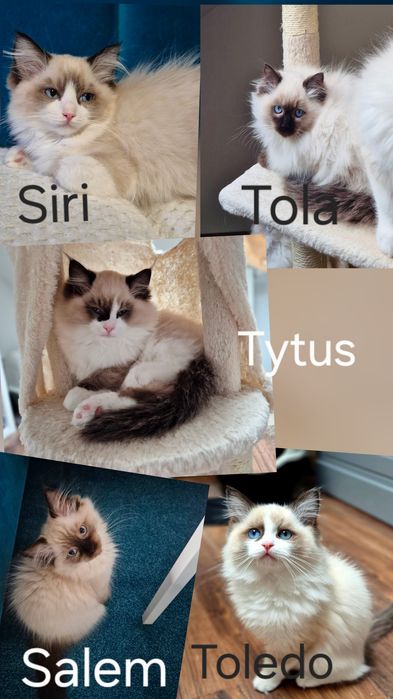 Kocurek Ragdoll już do odbioru