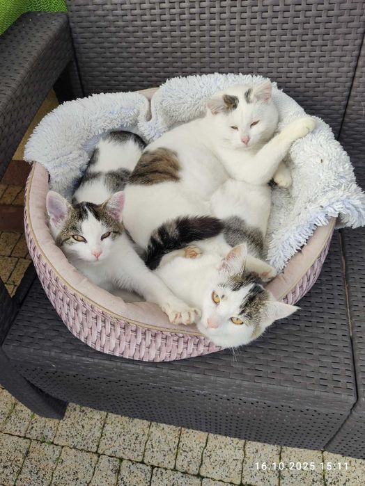 Dwa kotki do oddania