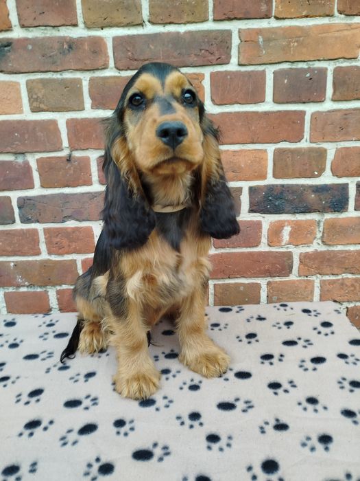Szczeniaczek Cocker Spaniel angielski GOTOWY do Odbioru!!!