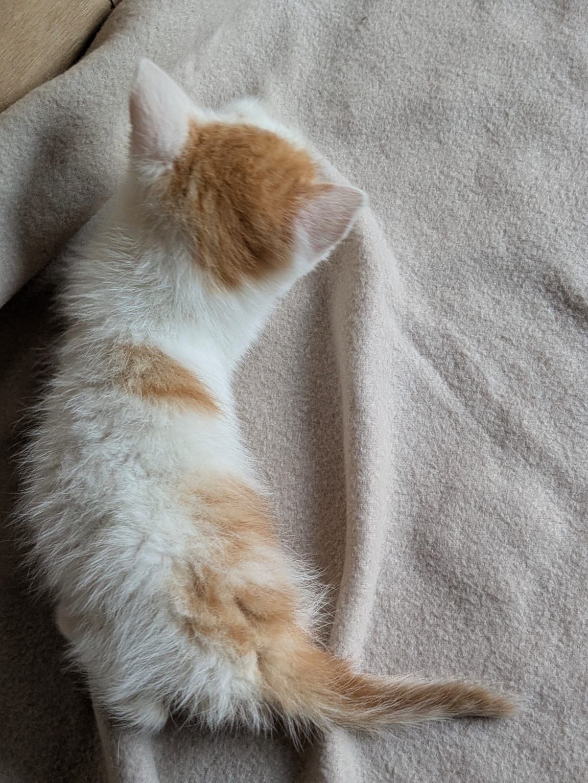 Kot kotek do adopcji