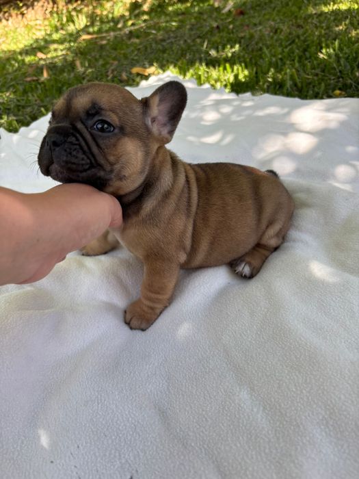 Bulldog Frances femea fawn