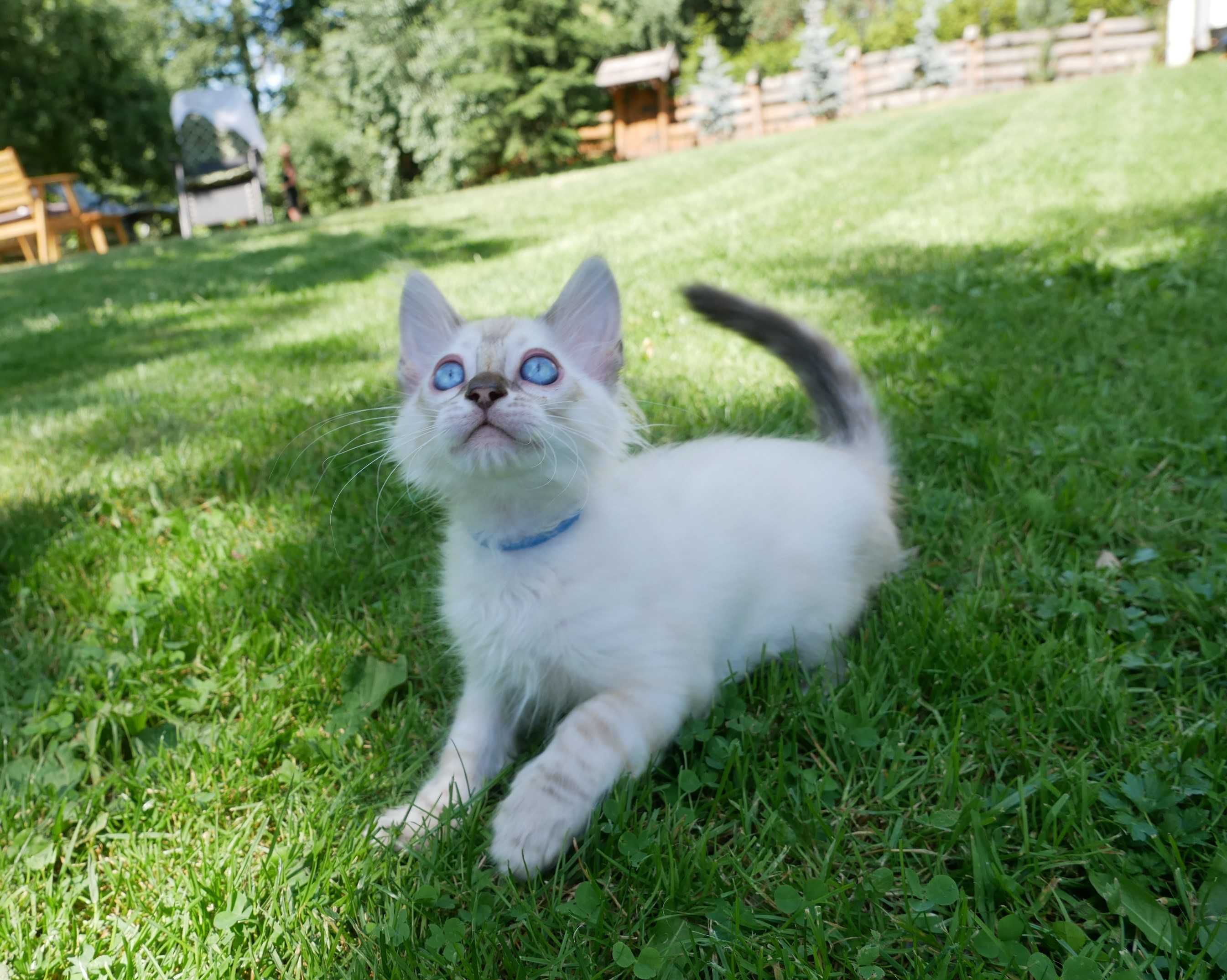 Sniezny kot bengalski dlugowlosy