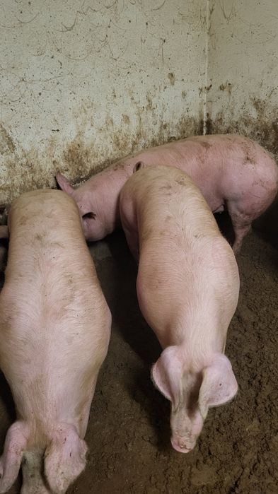 Sprzedam tuczniki własnego chowu