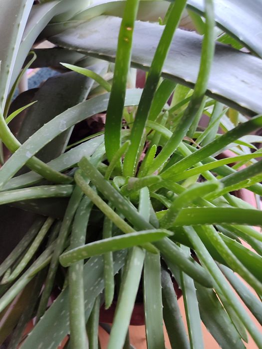 Саджанці алоє кімнатного