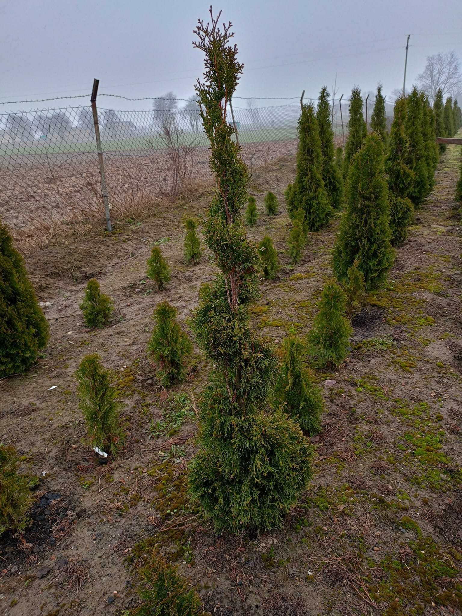 Tuja Szmaragd na sprzedaż