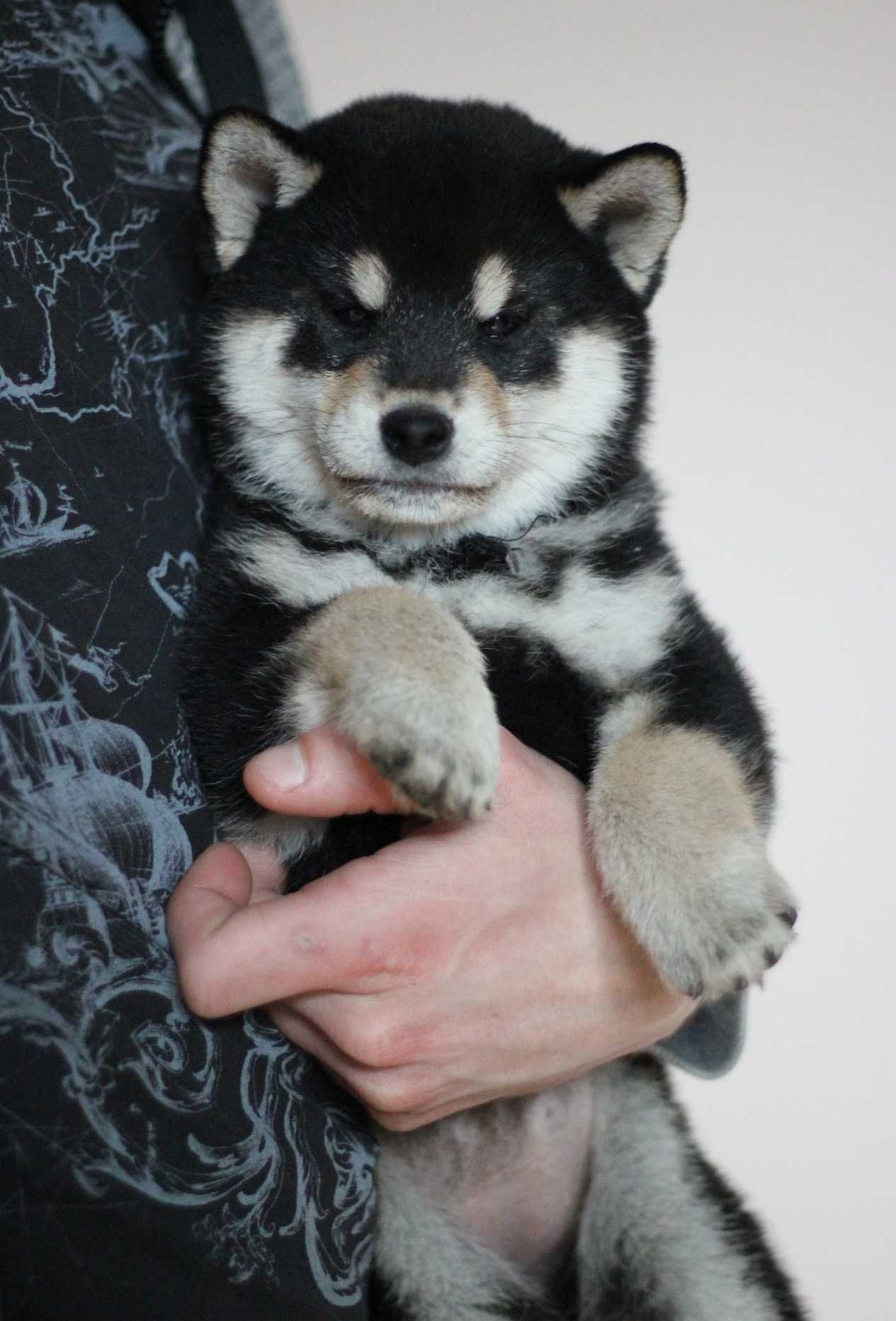 Szczeniak shiba inu FCI
