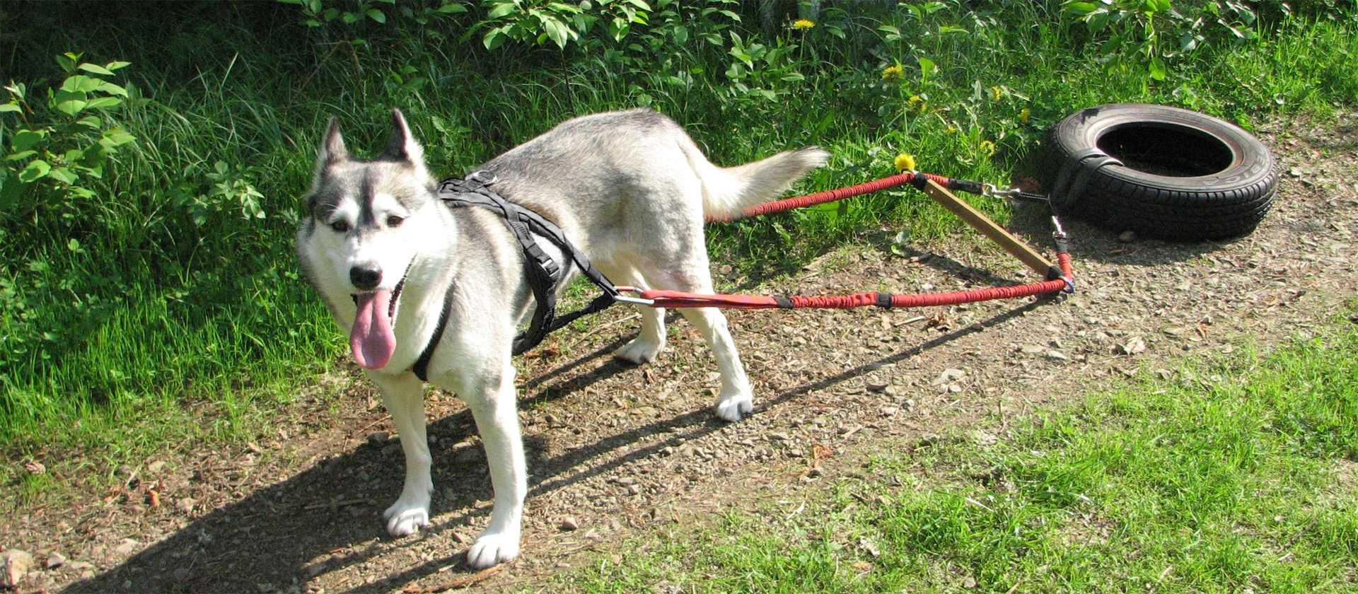 HIFICA TOW PP RH ML Szelki/Uprząż Transportowa dla Psa