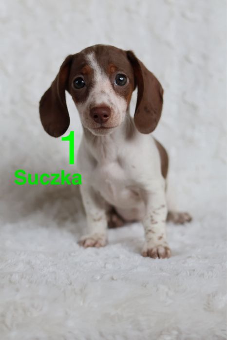 Szczeniak jamnik piebald/ nie merle