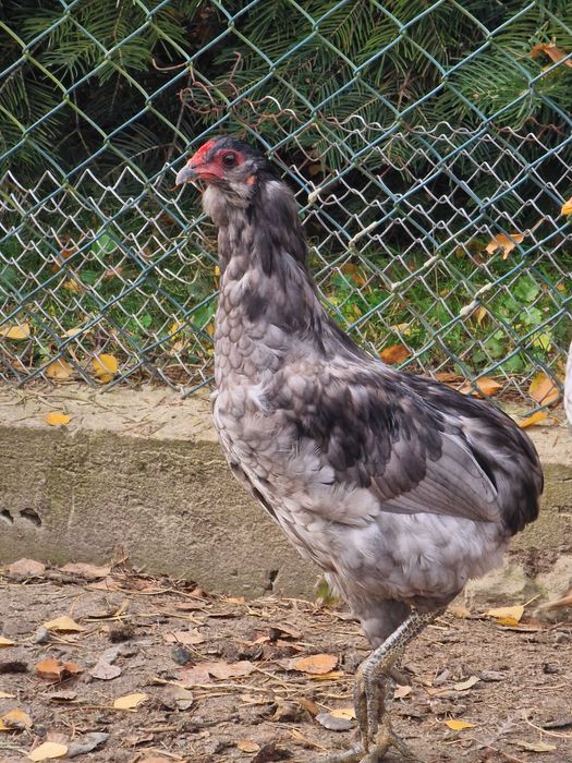 Koguty aracuana bezogoniasta