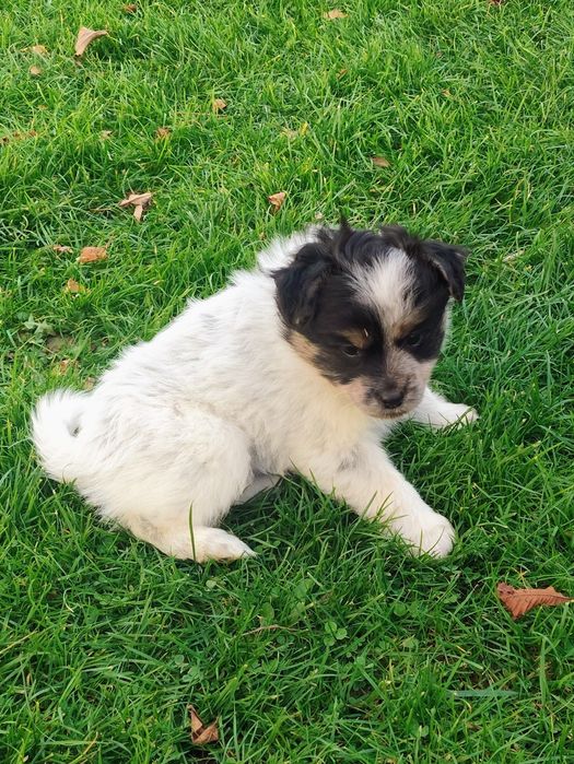 Oddam za darmo 2 małe szczeniaki