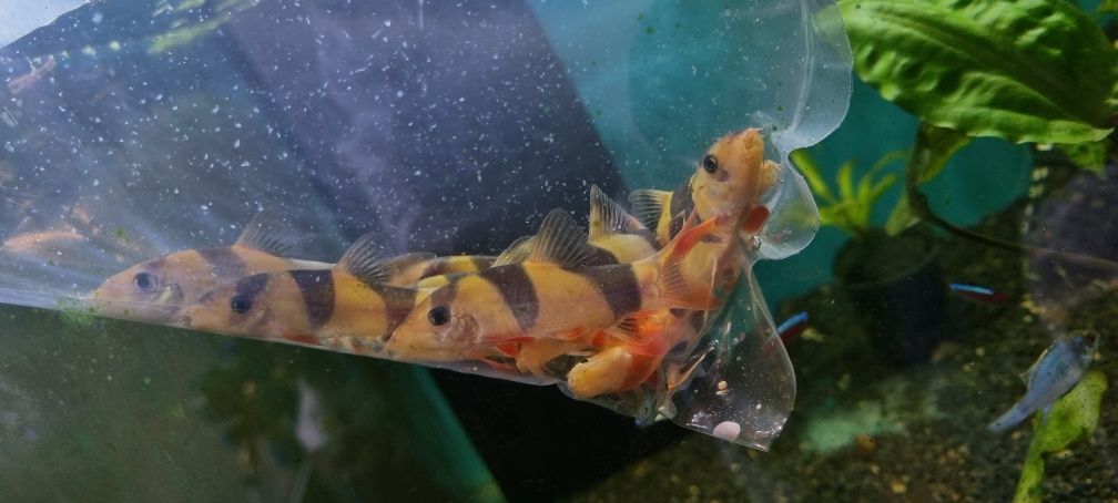 Bocja wspaniała (Chromobotia macracanthus) – 5 cm