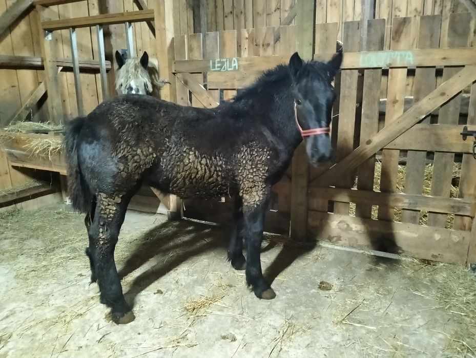 Zimnokrwisty ogier ks główna