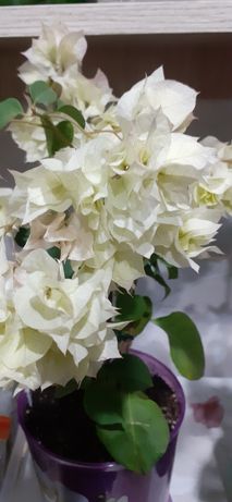 Укорененный черенок бугенвиллии cортa  Bridal Bouquet.