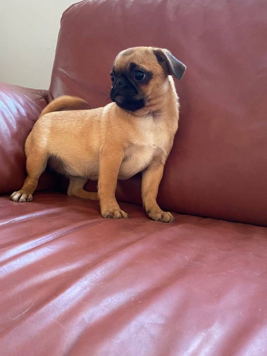 собачки мопси,хлопчики та дівчатка