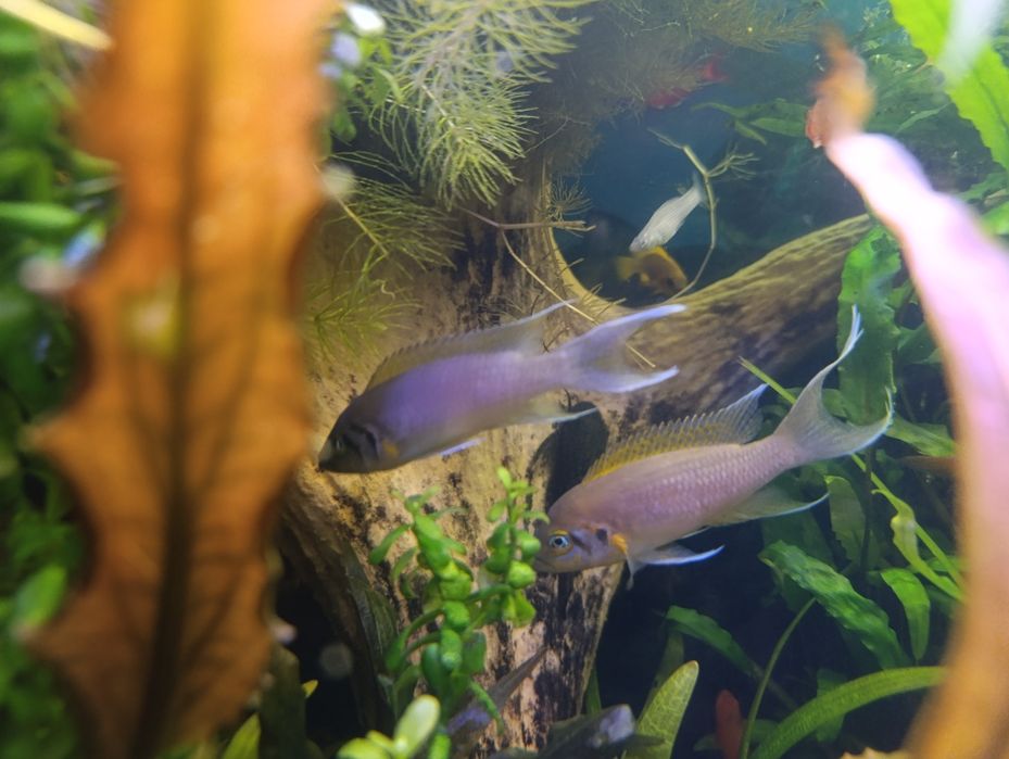 Неолампрологус пульхер(Дафаділ)