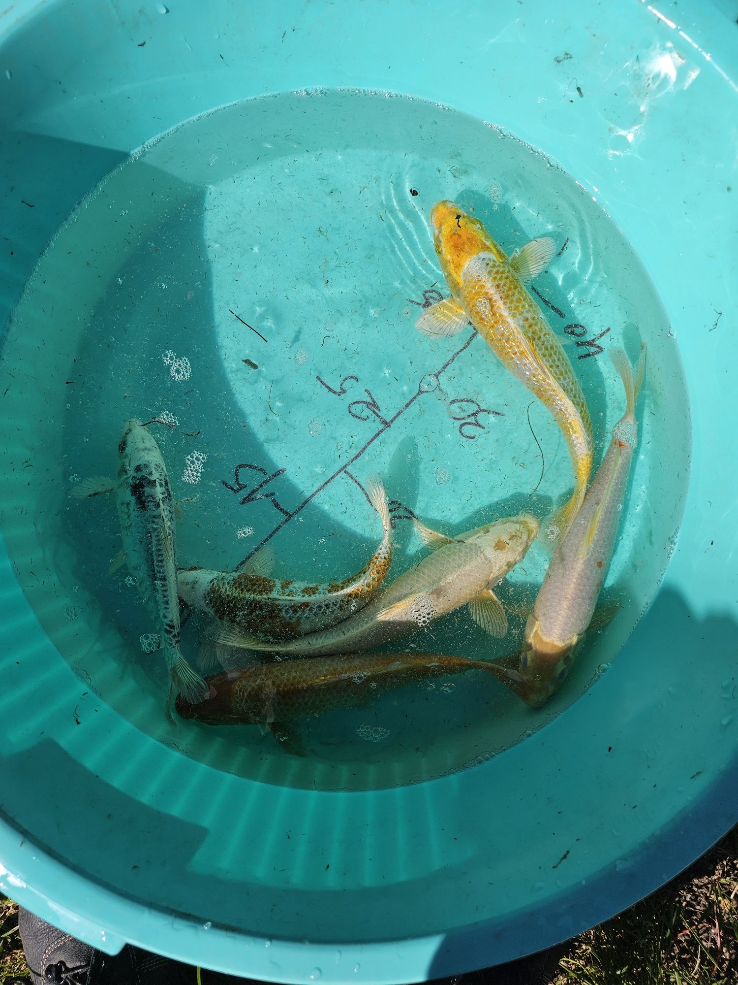 Carpas koi 25-35 cm