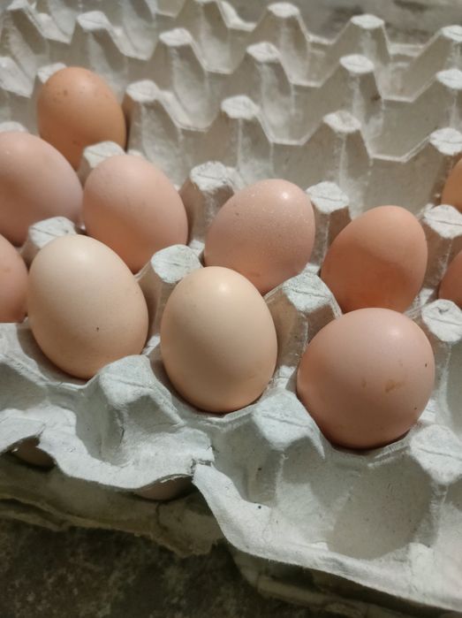 Продаю інкубаційне яйце мішаних порід курей