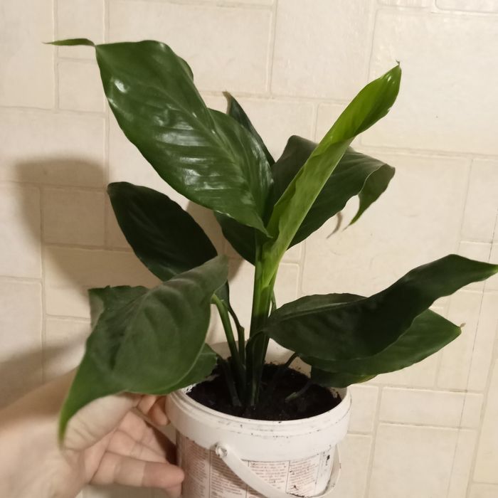 Драцена. Спатифилум.