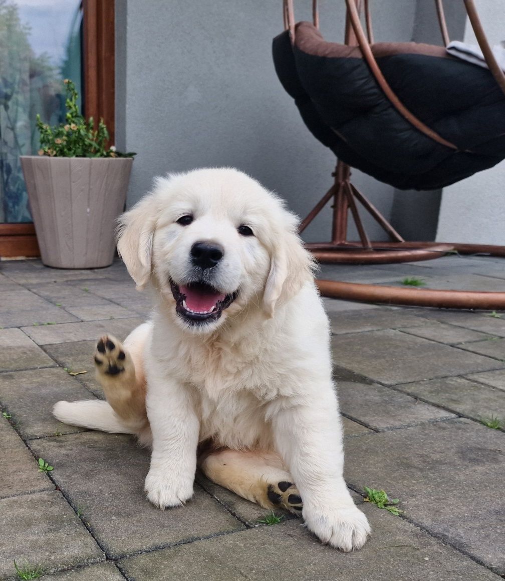 Golden Retriever FCI