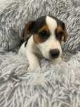 Jack Russel Terrier Macho