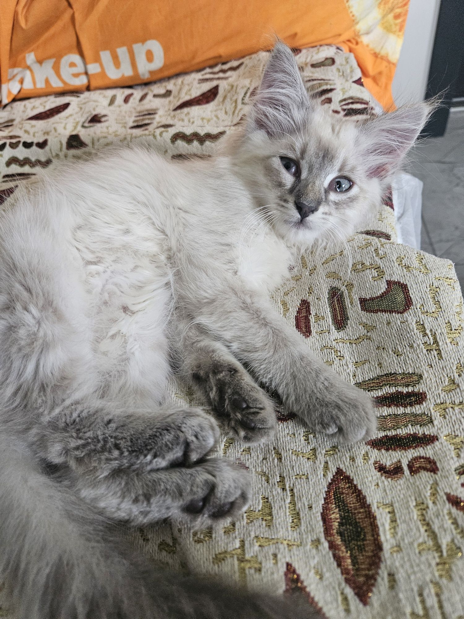 Кошенята в добрі руки