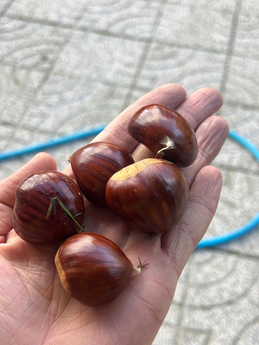 Vendo castanha martainha lisboa