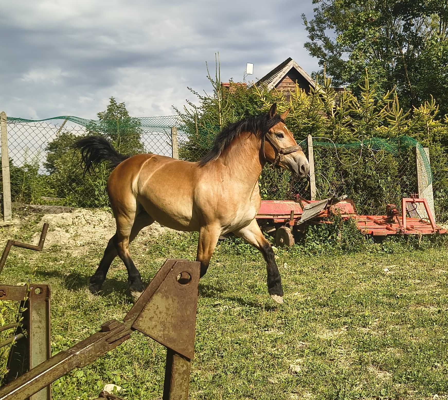 Klacz zimnokrwista