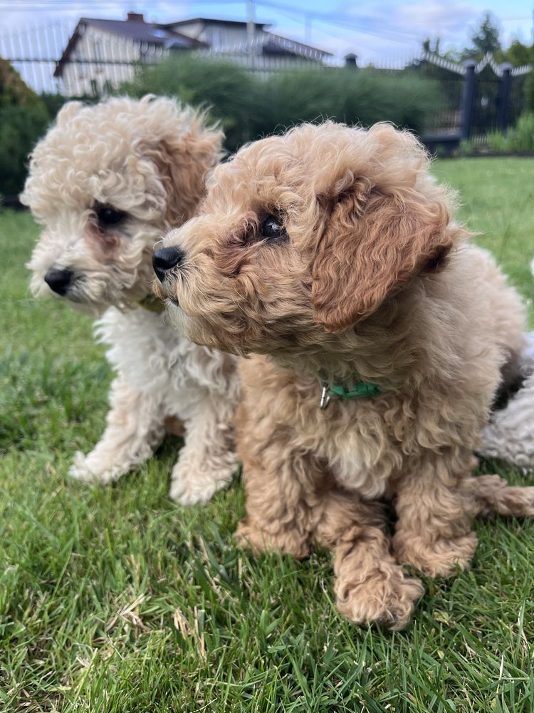 Poochon Bichpoo Maltipoo Pudel Bischon Frise