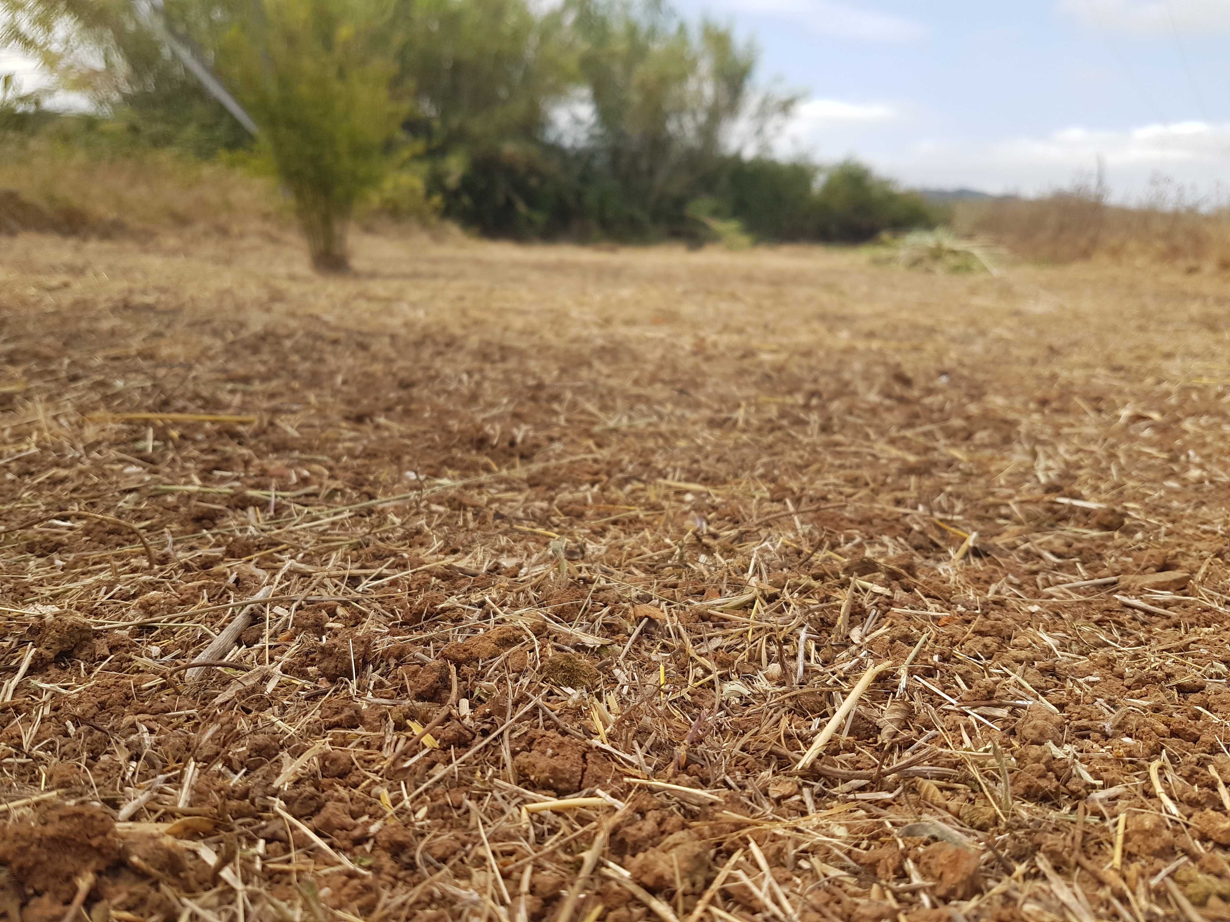 Limpamos terreno e matas à partir de 0,78€/m² - Coimbra e arredores