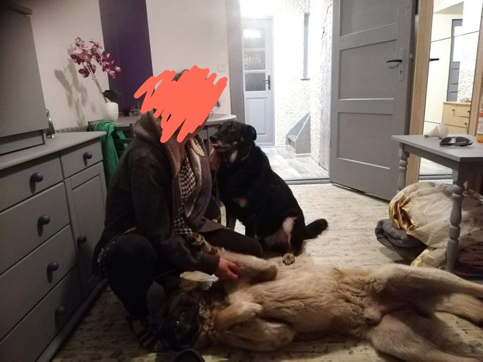 Oddam dużego psa w typie Kangal