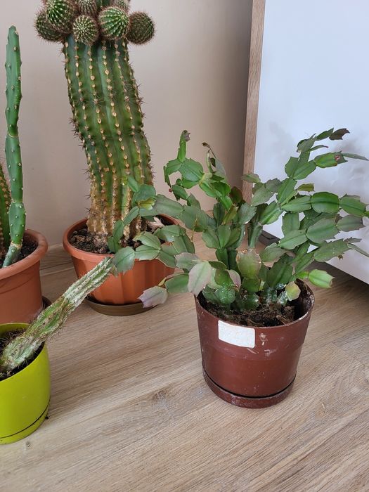 Kaktusy-cała kolekcja domowa