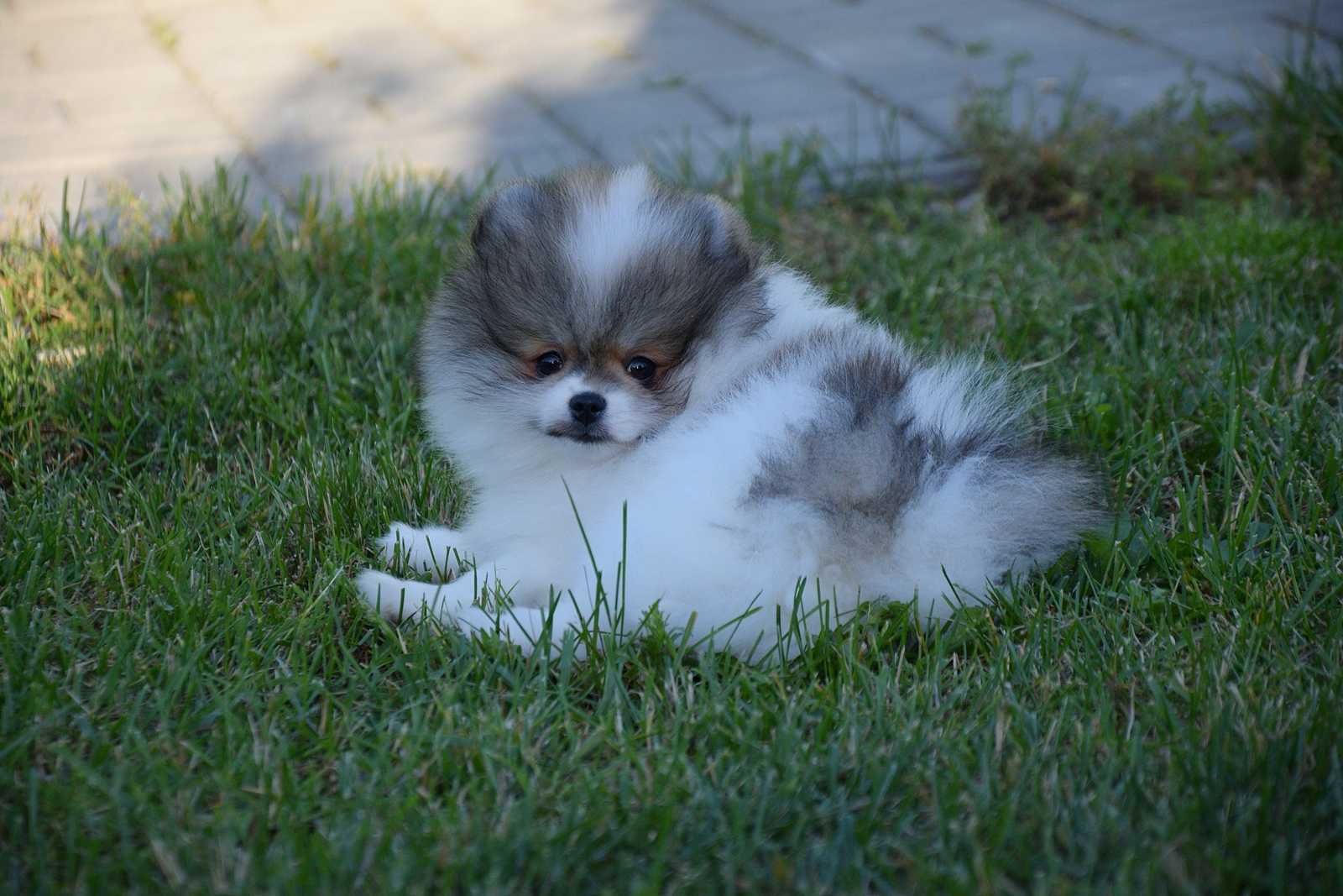 Nefryt - puchaty piesek Pomeranian parti color