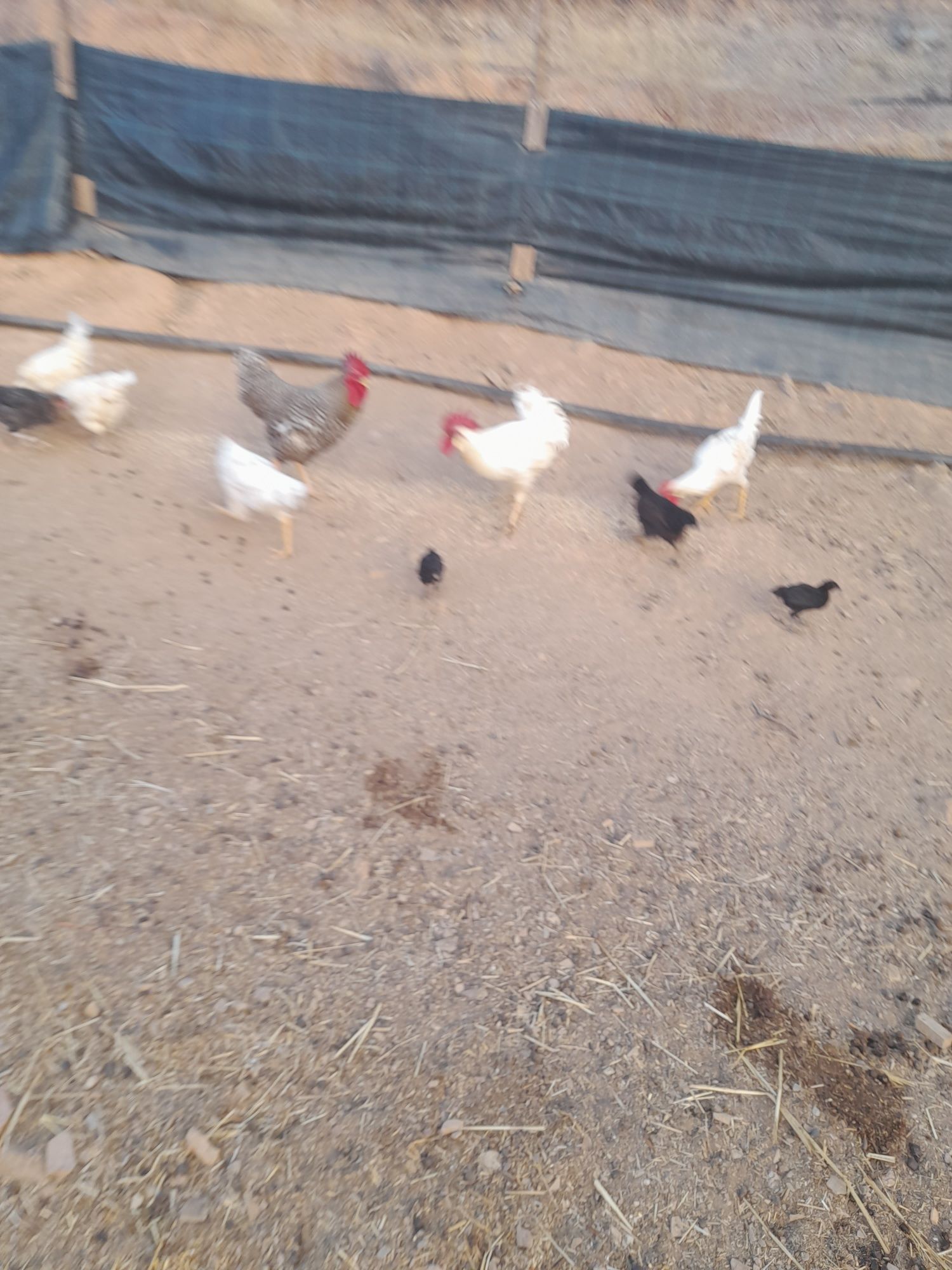 Vendo Galos do campo desde 10€