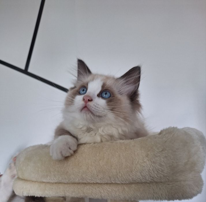 Idealny kocurek Ragdoll Chili gotowy do nowego domu