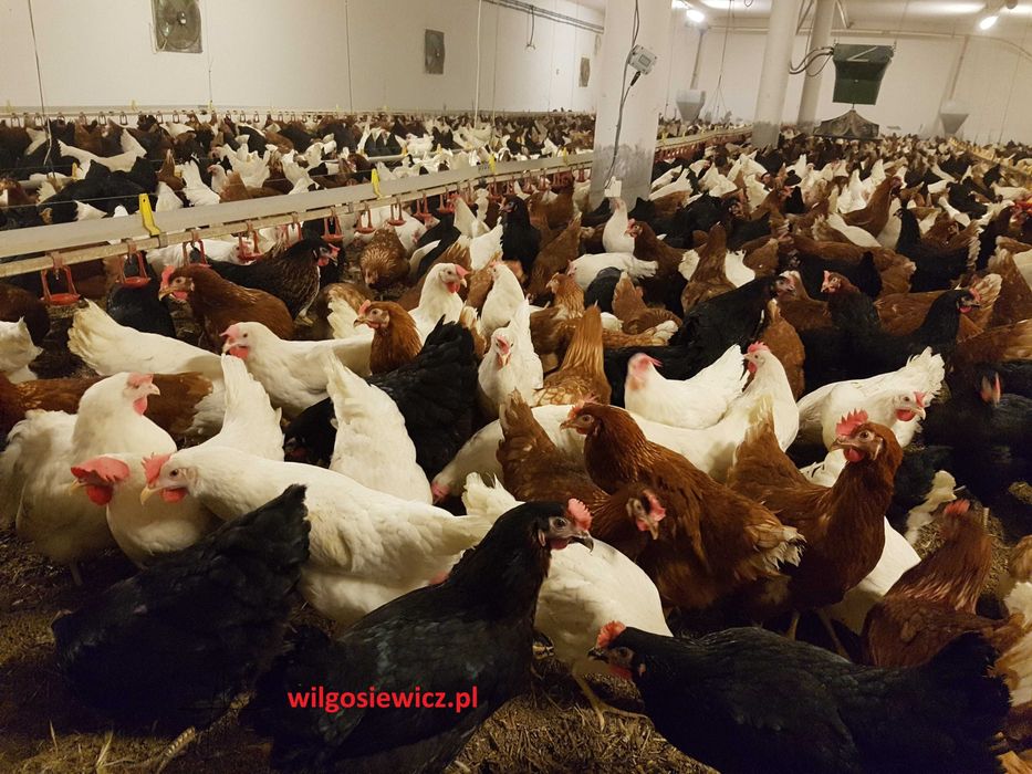 Kurka Kokoszka Nioska ROSA