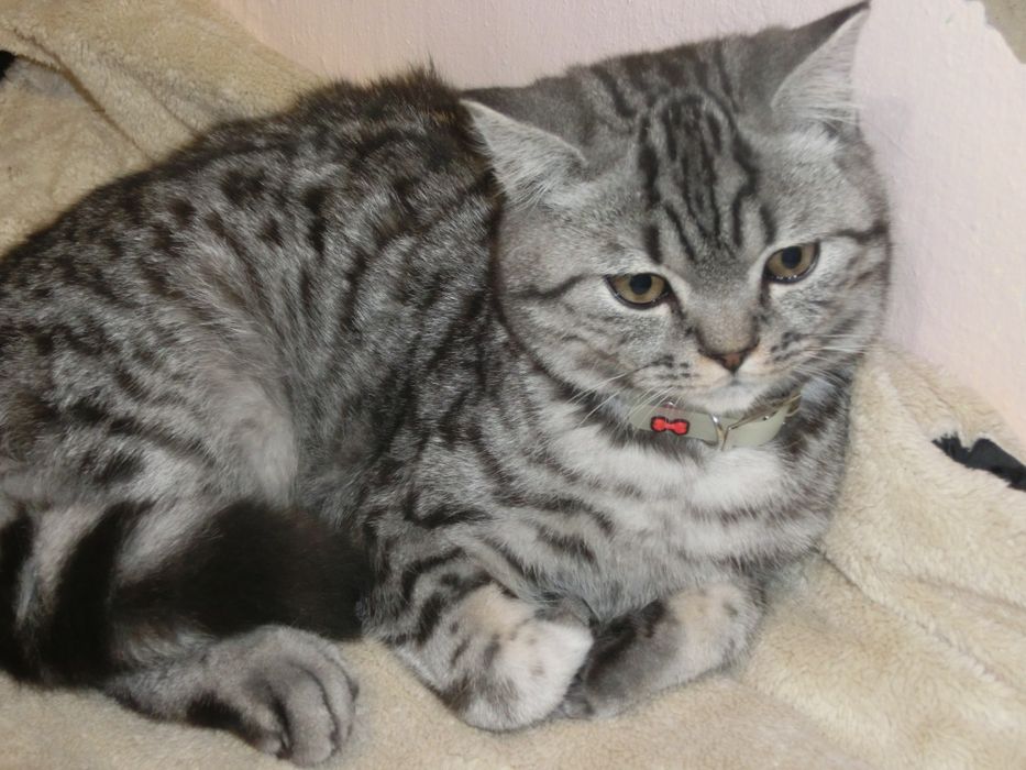 Чистокровний шотландський котик