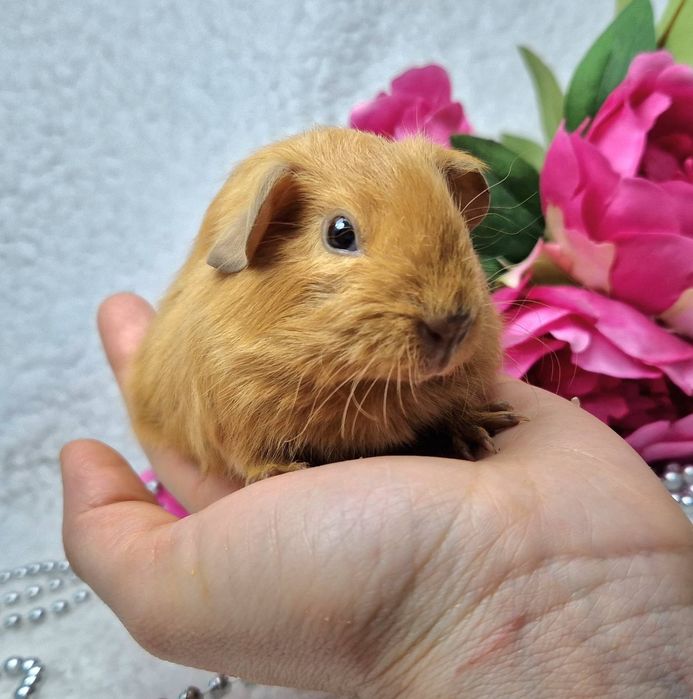 Морская свинка американская вислоухая,морские свинки