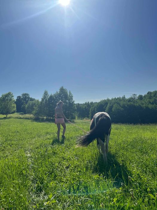 Przepiękna klacz srokata tinker z kucem walijskim