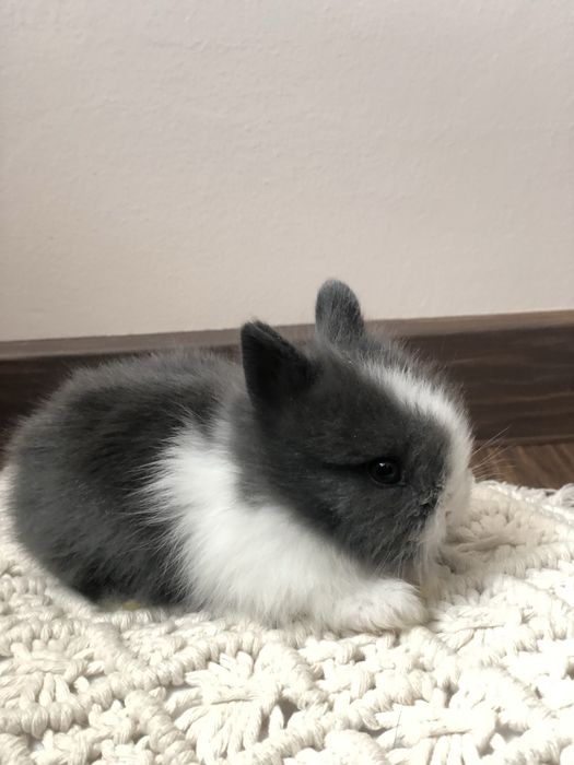 Króliczek Teddy karzełek najmniejszy miniaturka