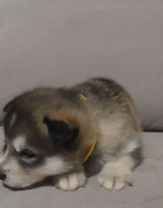 Sprzedam suczke Alaskan Malamute