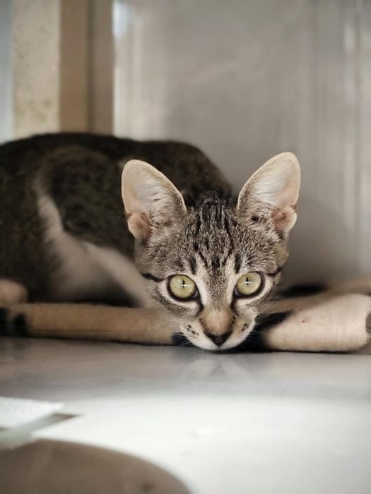 Młode kocięta do adopcji