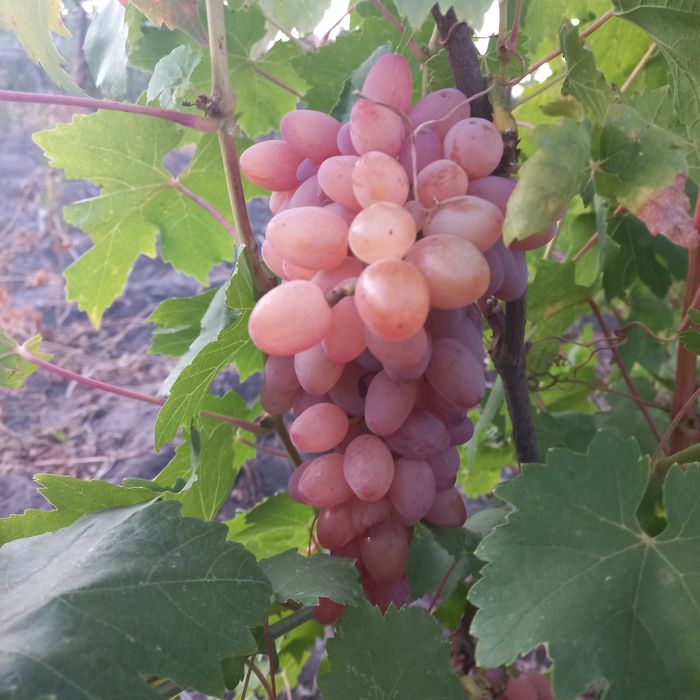 Саженцы вишни, чернослива, угорки и отводки винограда