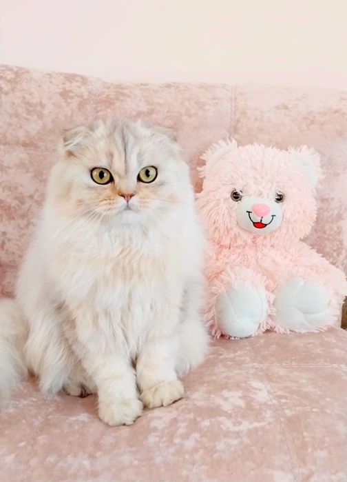 Чарівний хлопчик шотландець