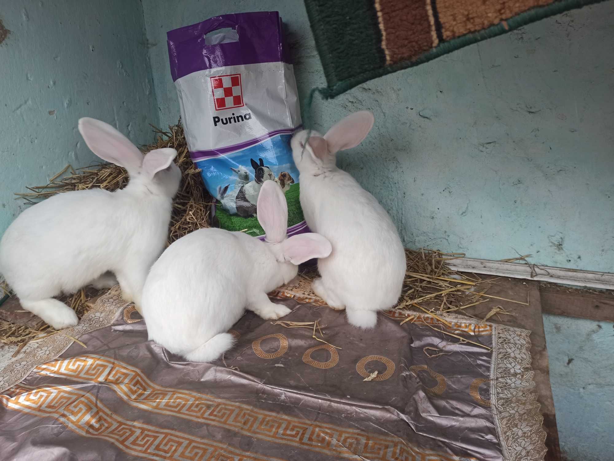 Тушки,м'ясо,кроля
