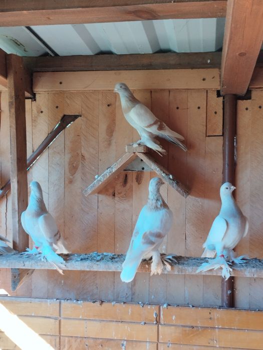 Blawindry ,blauwindry, gołębie ozdobne