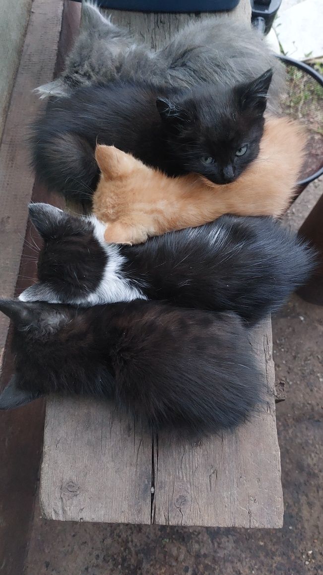 Віддам 9 кошенят