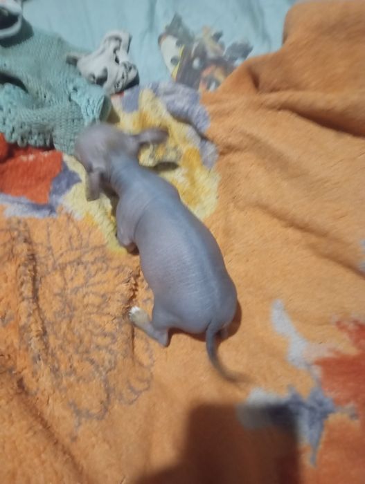 Щенок китайськой хохлатой міні