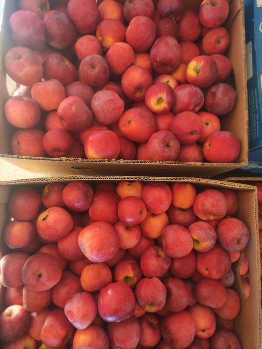 Яблука сорту Флоріна