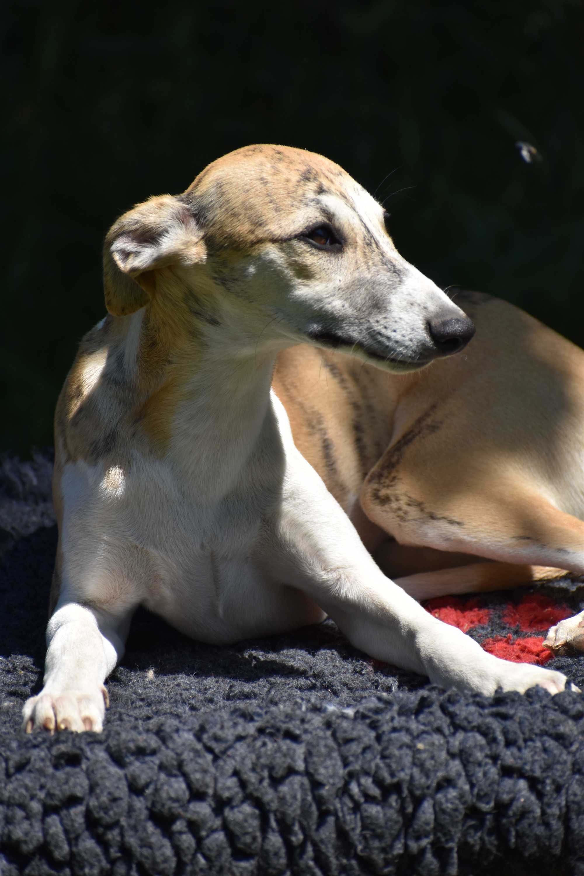 Chart angielski - whippet - Pies FCI/ZKwP